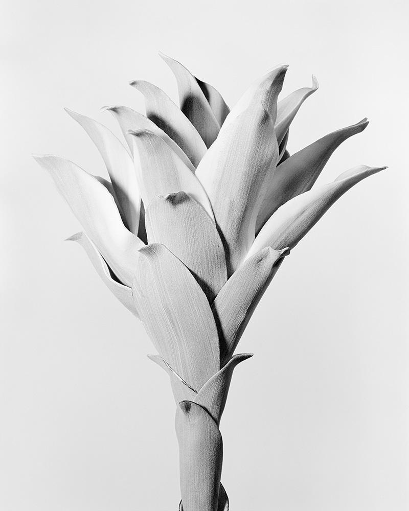 Agave Attenuata – Archival Pigment Print