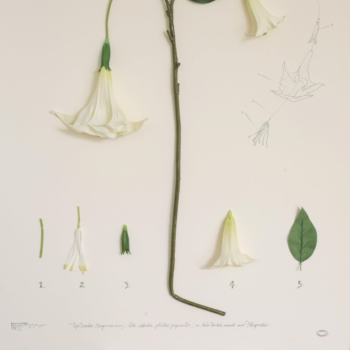 Artificial Plant Herbarium – Expedición México (Floripondio)