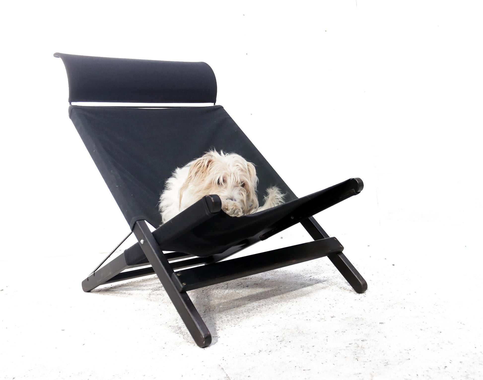 Dog lying on a black lounge chair with a white background