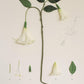 Artificial Plant Herbarium – Expedición México (Floripondio)