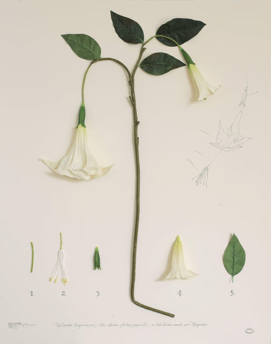 Artificial Plant Herbarium – Expedición México (Floripondio)