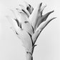 Agave Attenuata – Archival Pigment Print