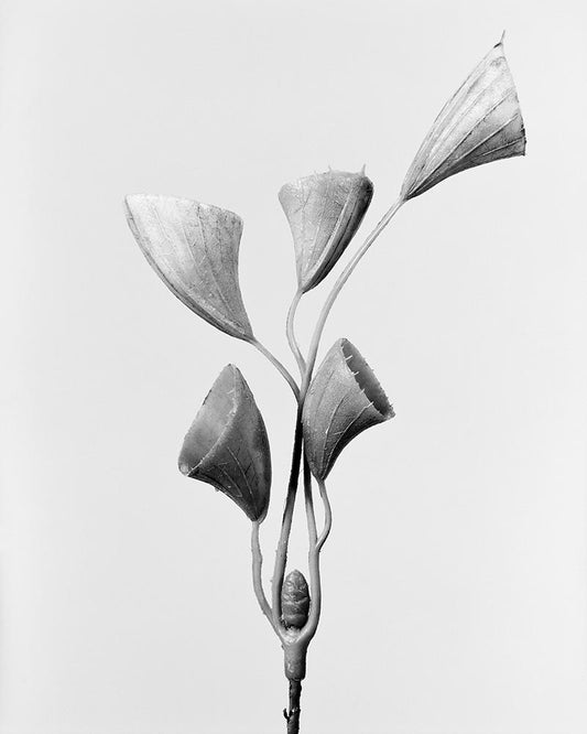 Cornucopiae Cucllatum – Archival Pigment Print