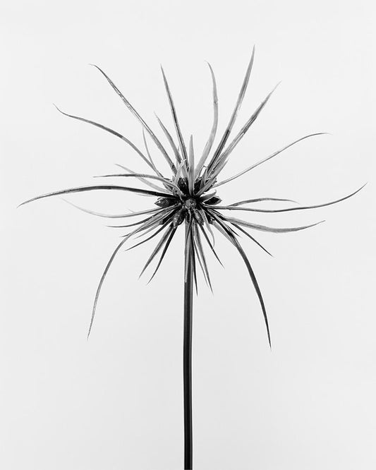 Harba Globosus – Archival Pigment Print