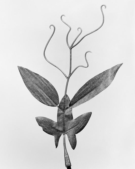 Lathyrus Odoratus – Archival Pigment Print