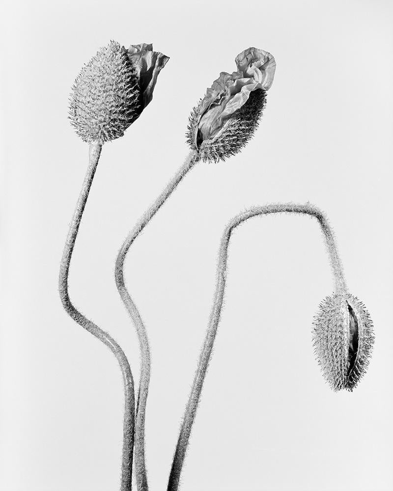Papaver Orientale 2 – Archival Pigment Print