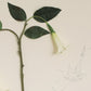 Artificial Plant Herbarium – Expedición México (Floripondio)