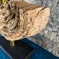 Modern Organic Driftwood Table Lamp with LED Lightbulb Ball, 2021